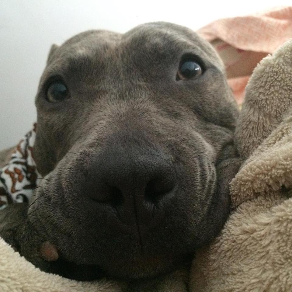 Don't let your day be the pits - <a href="/ZuZusTeahouse/">Madame ZuZu's</a> tonight @ 8:30 pm! See ya soon! #highlandpark #comedy #adoptdontshop