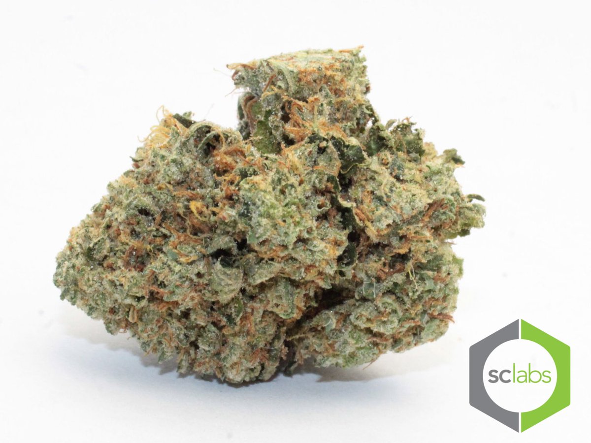 DiegoKush's tweet photo. Special today only $250 OZ #TOPSHELF #DIEGOKUSH https://t.co/6TJHKFVu8F https://t.co/ZIwU8fgYWF