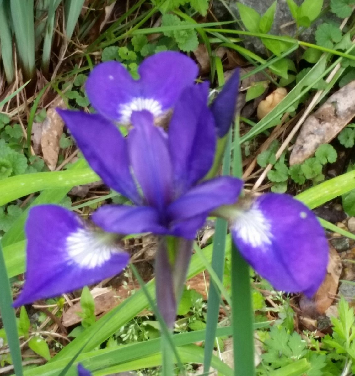 barnhart_denise's tweet image. Beautiful day for a walk! #plexuspower