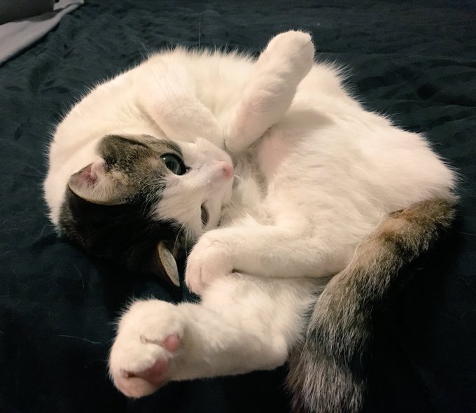 I can't even! She is too cute. #Nucky https://t.co/aVxekXbKMy<a href="/tag/nucky"class="tags">#Nucky</a>