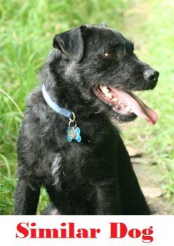 millypod1's tweet photo. #Lost Patterdale Terrier Female 
nr Springvale Dumpit Site #Penistone #SouthYorkshire #S36 https://t.co/YOm5dbjJmO https://t.co/kGsyifRYCq