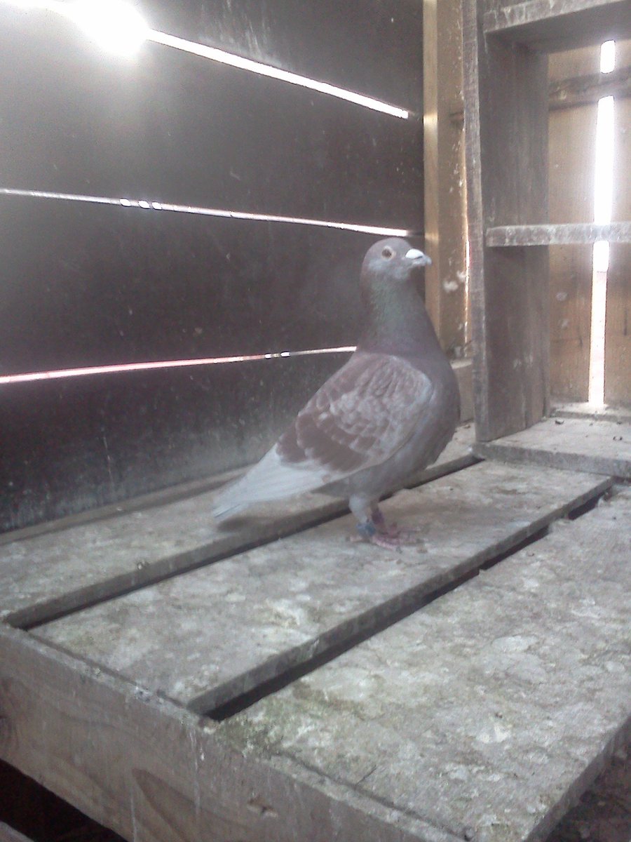 de_palomas's tweet photo. https://t.co/SLxN0hsh4f