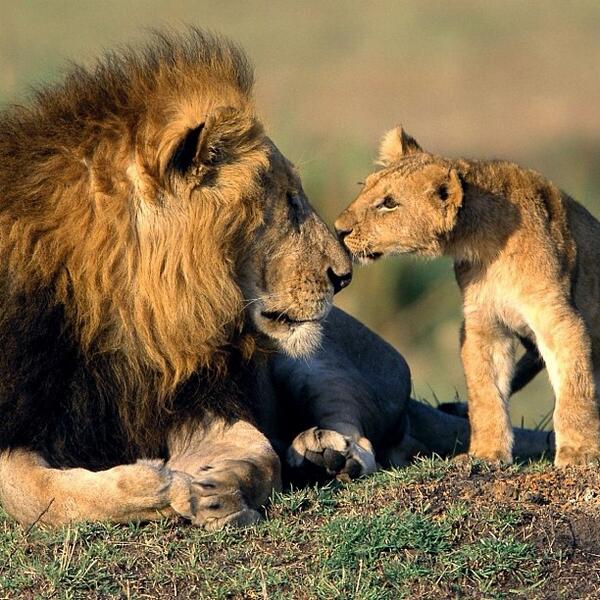 AnimalJungle's tweet photo. Father and son https://t.co/yuRJlh4IPl