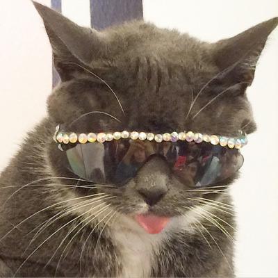 TrendyCreatures's tweet image. 