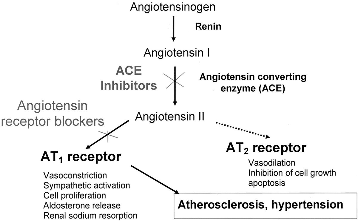 reniercoetzee's tweet photo. #PHC313 #PHC405
ACE-inhibitors and ARBs. 💡 🐦 . Can you name 1 of each? https://t.co/RRCnYVBxSq