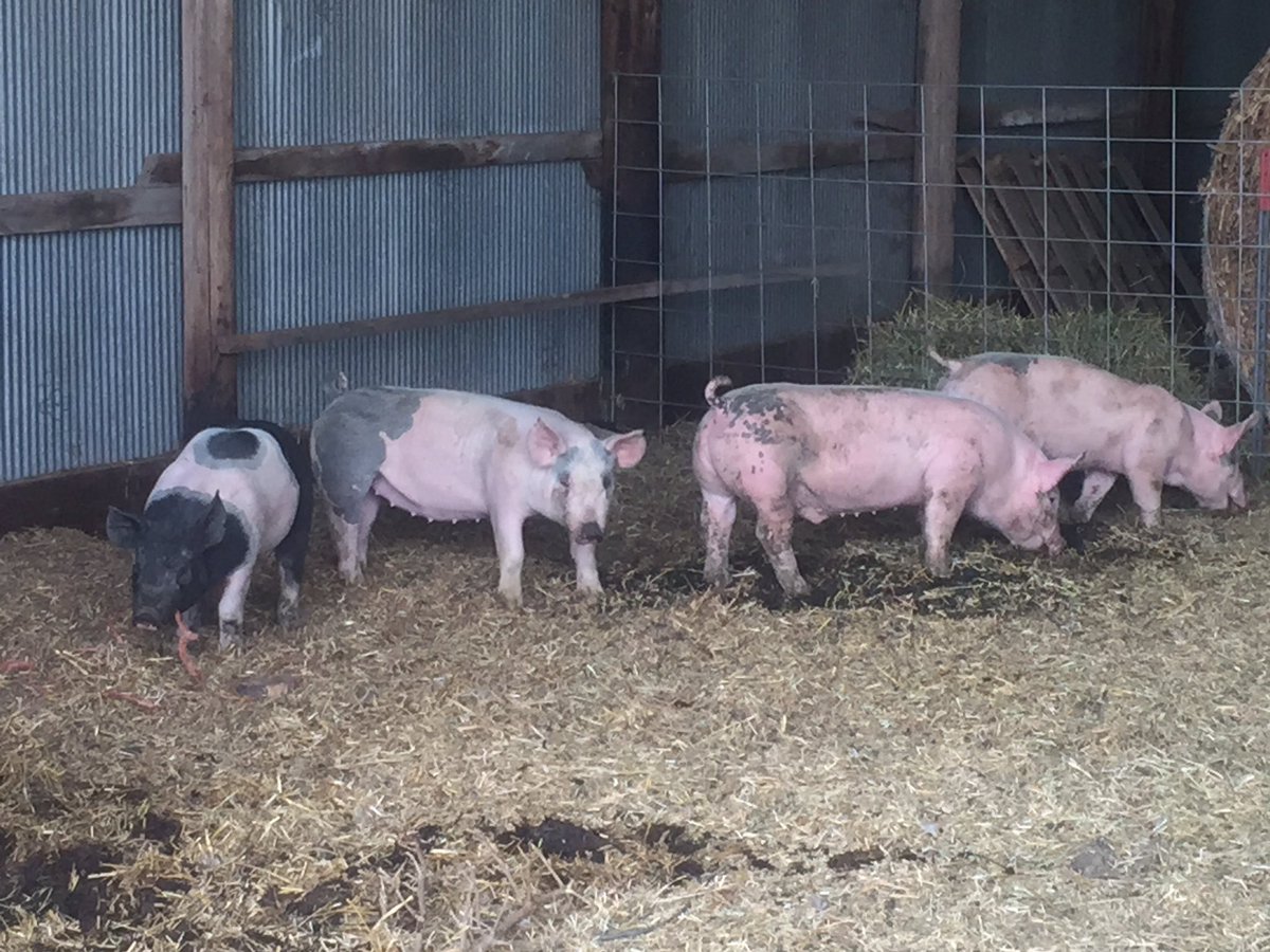 ParmeleyFarm's tweet photo. Bacon seeds. 👍🏻👍🏻 https://t.co/FDhqzGy2y9