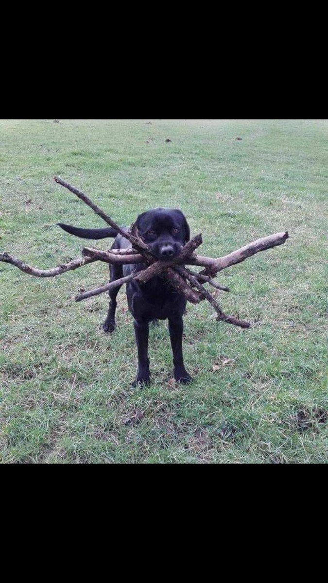 labradorpics's tweet photo. https://t.co/A9bZFEUpUY