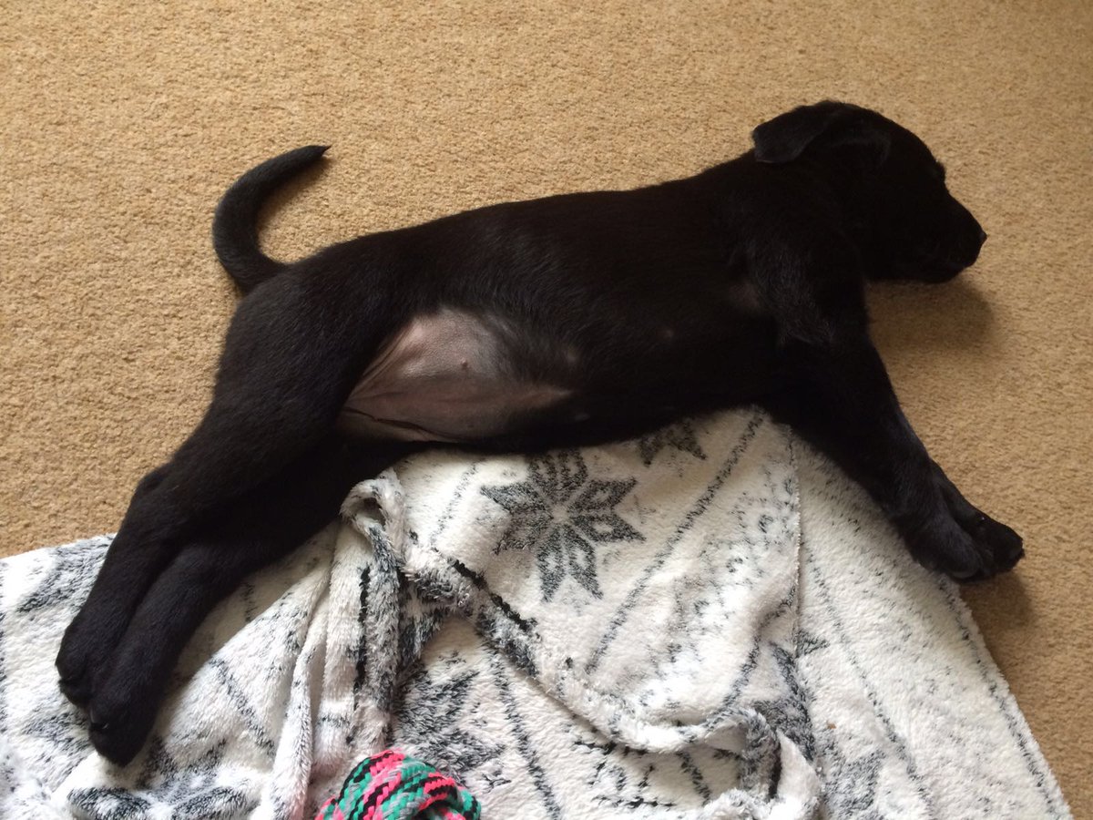 labradorpics's tweet photo. https://t.co/YCjjiUVQUk