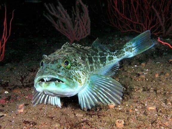 Factsunk's tweet photo. سمكة Blue Lingcod تتميز بلون لحمها الأزرق ولا يوجد تفسير لها من علماء الأحياء حتى الآن ! https://t.co/TjBSQKJEMT