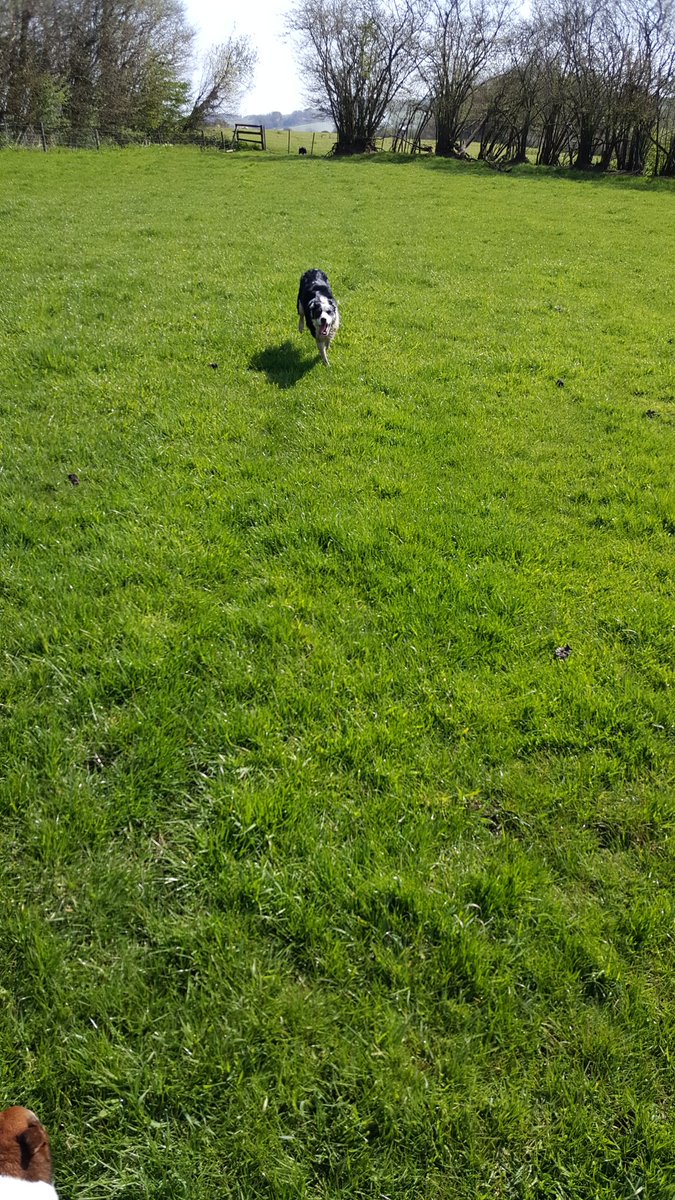 AmyAmycollins83's tweet photo. Fun in the sun, spot the terrier. #teamsheep #sheepdog #rightpicthistime https://t.co/rKeYPRkRXf