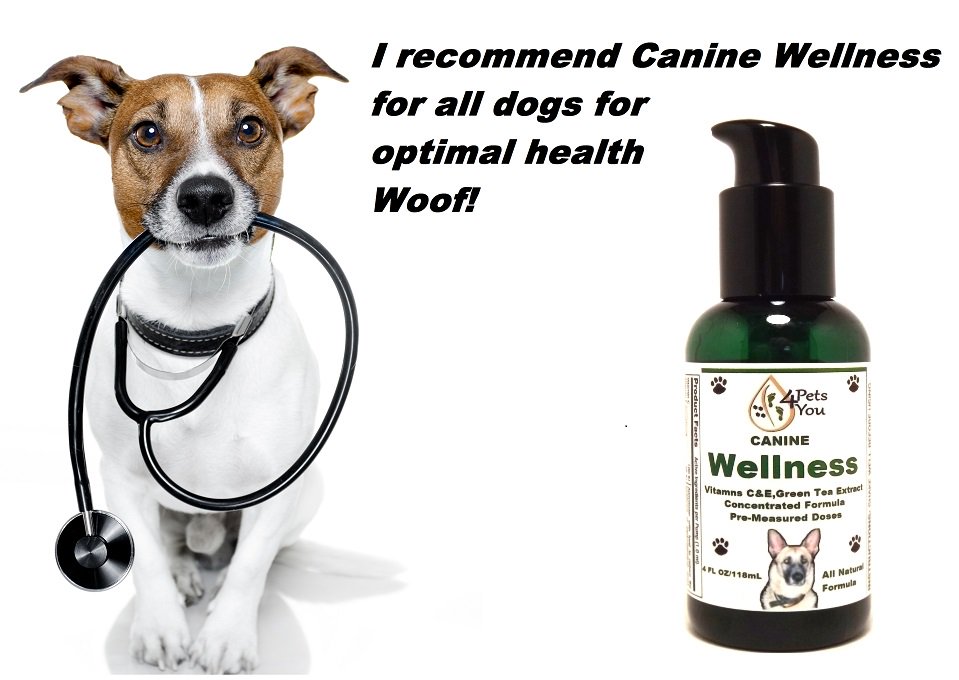 AmaranthineSkin's tweet photo. Help your #dog build a healthy immune system  https://t.co/aCsNUX6iLz  $21.95 on amazon #Saturday #dogsoftwitter https://t.co/yDI4P08NSW