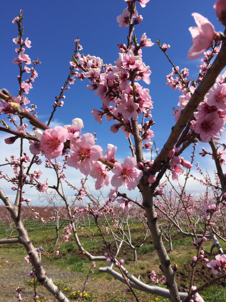 WineZone's tweet image. This is the most beautiful time to visit the Niagara region.
#springinfullswing