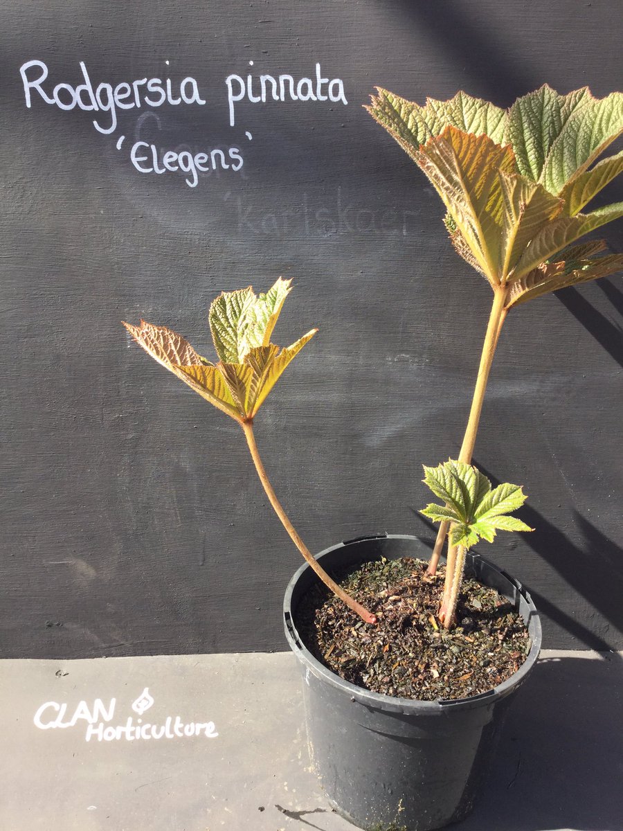 clan_hort's tweet photo. A selection of our #peatfree plants ready for sale #gardeningscotland #hothort #Summer2016 https://t.co/V4zLPsLDOZ