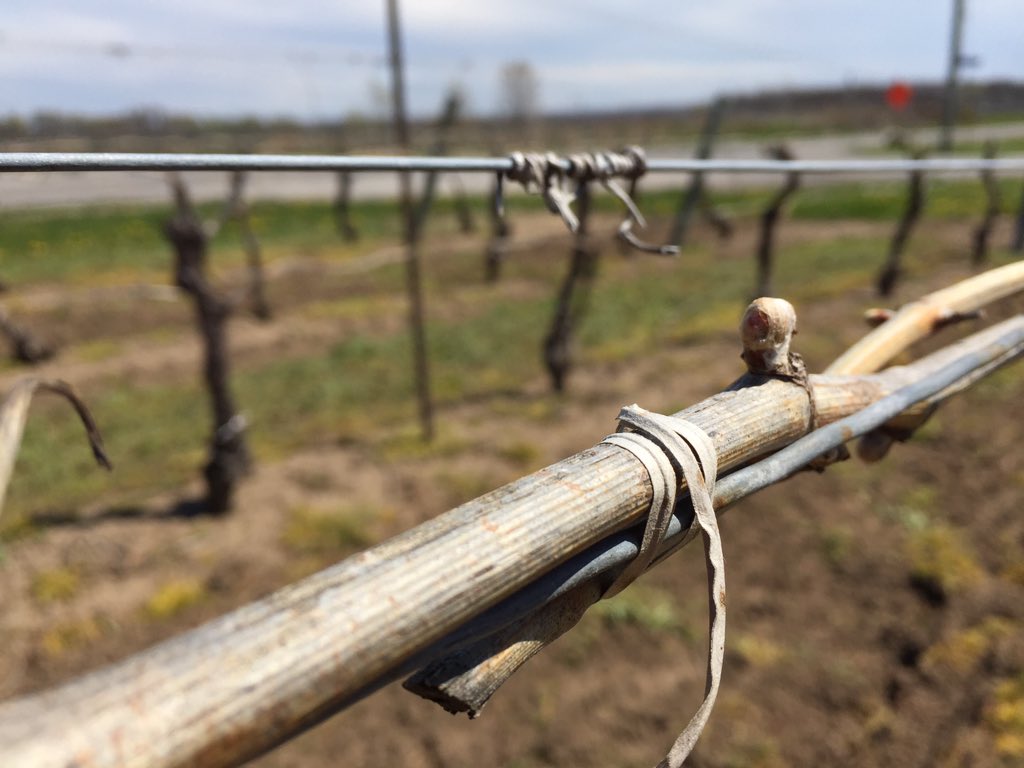 WineZone's tweet image. Buds are beginning to swell in the vineyards.
#springinfullswing