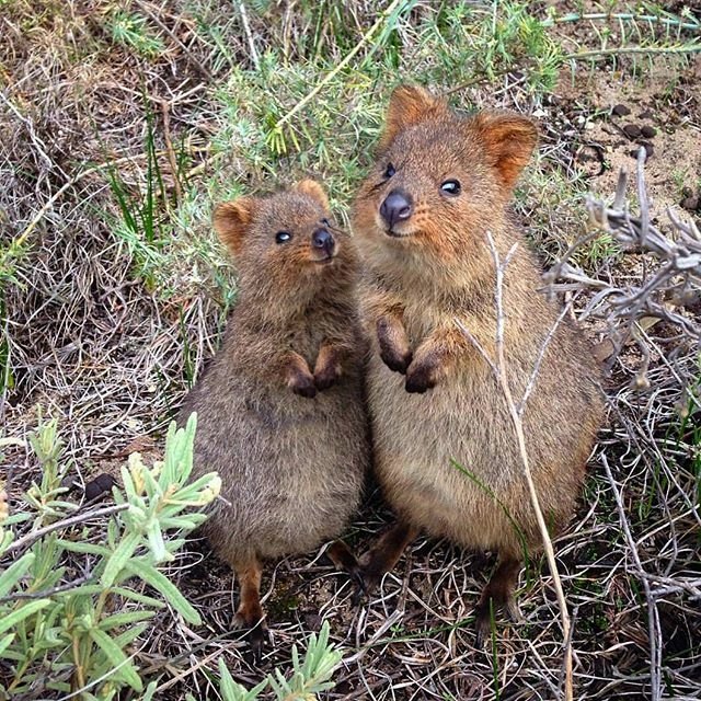 Australia tweet picture
