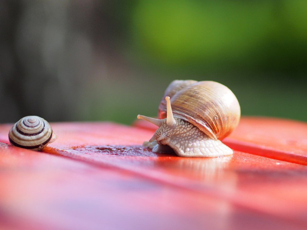 aliencoder's tweet image. Snails cyberphoto.wordpress.com/2016/05/07/sna…