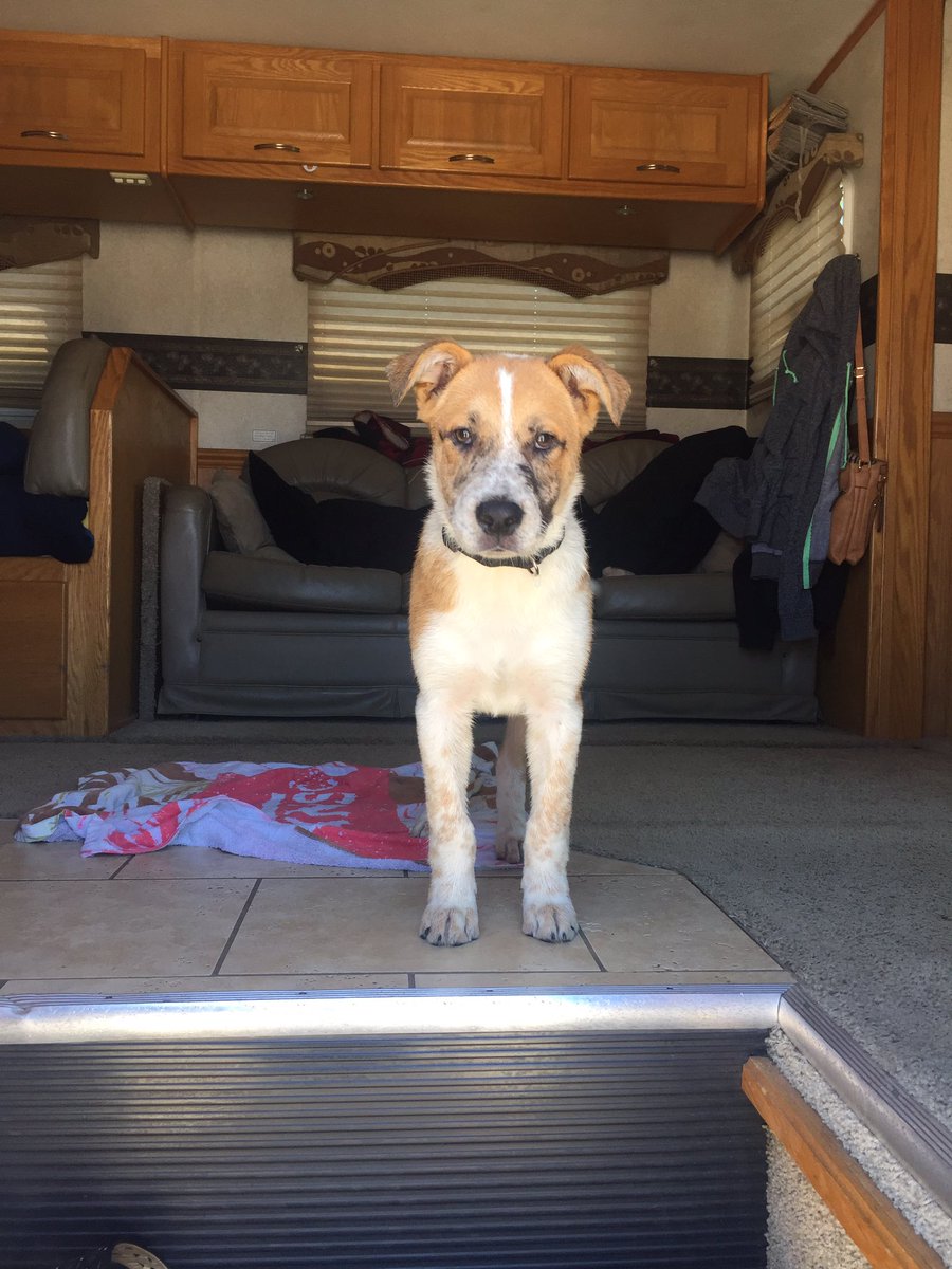 At Golden Triangle Raceway Park in Texas. @LucasOilASCS <a href="/ascsgulfsouth/">ASCS Gulf South</a> New team member joined us at Walmart, "Lucky"
