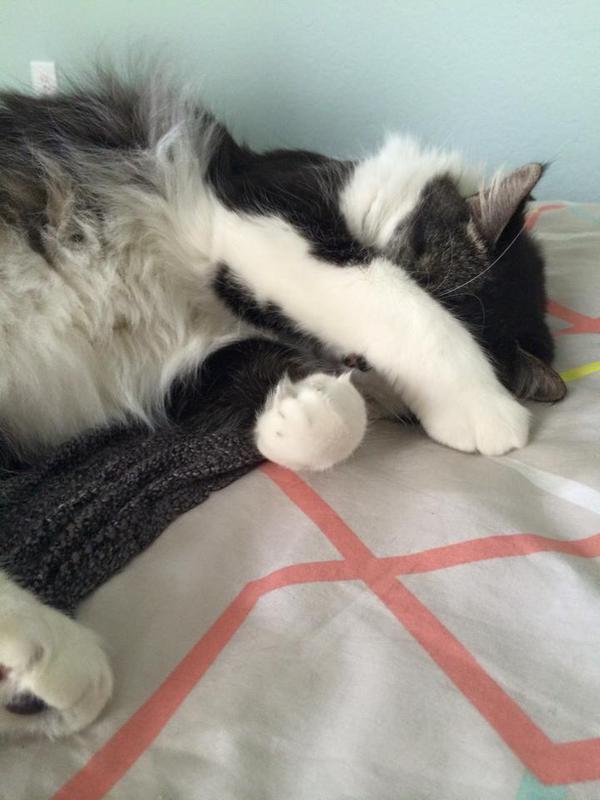 Animals_Feed's tweet photo. "Roosevelt trying to get his beauty sleep." --- Cently https://t.co/6jXKtqYNEc