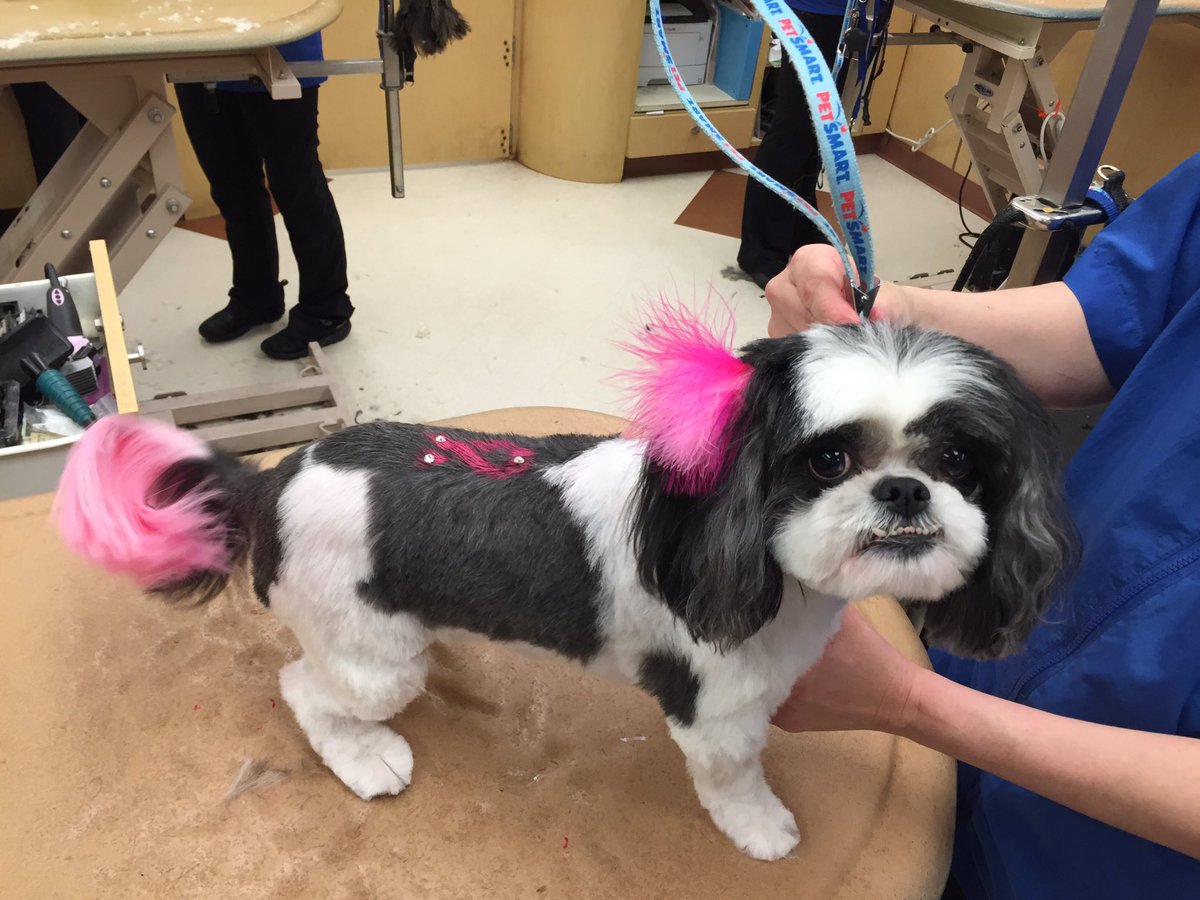 "Cutie" is ready for the breast cancer walk #komenpackage #NEPetexpressions #store1225 #petmsnj
