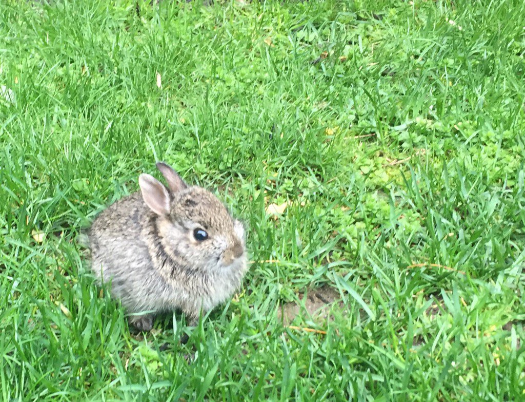 sbf121's tweet photo. Very sweet baby bunny hanging out in our yard. https://t.co/v0y88I18VP