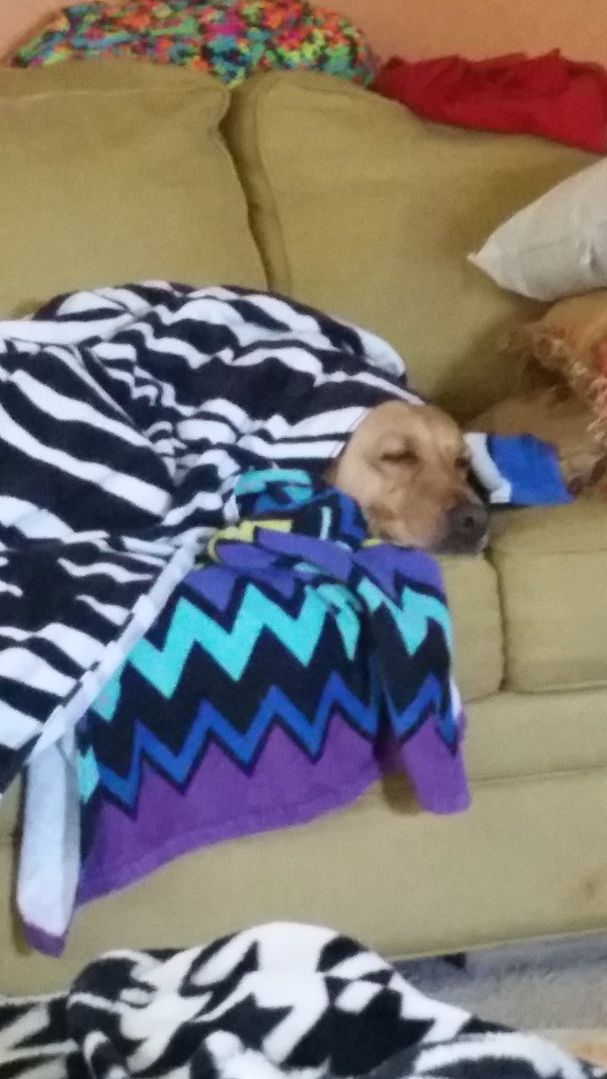 kybrewerfan's tweet photo. Post spa day napping #livingthelife #dogstyling https://t.co/JsCN2pmEAy