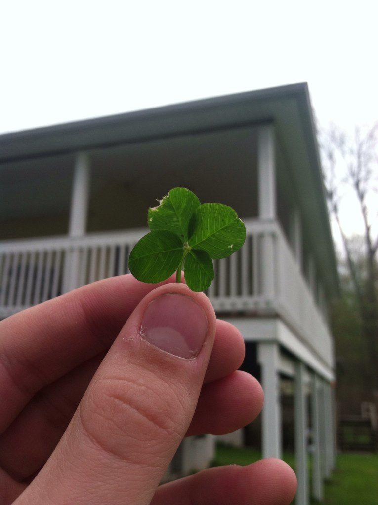 I just arrived at my cottage at middle bass island, Lake Erie; I also found a four leaf clover!