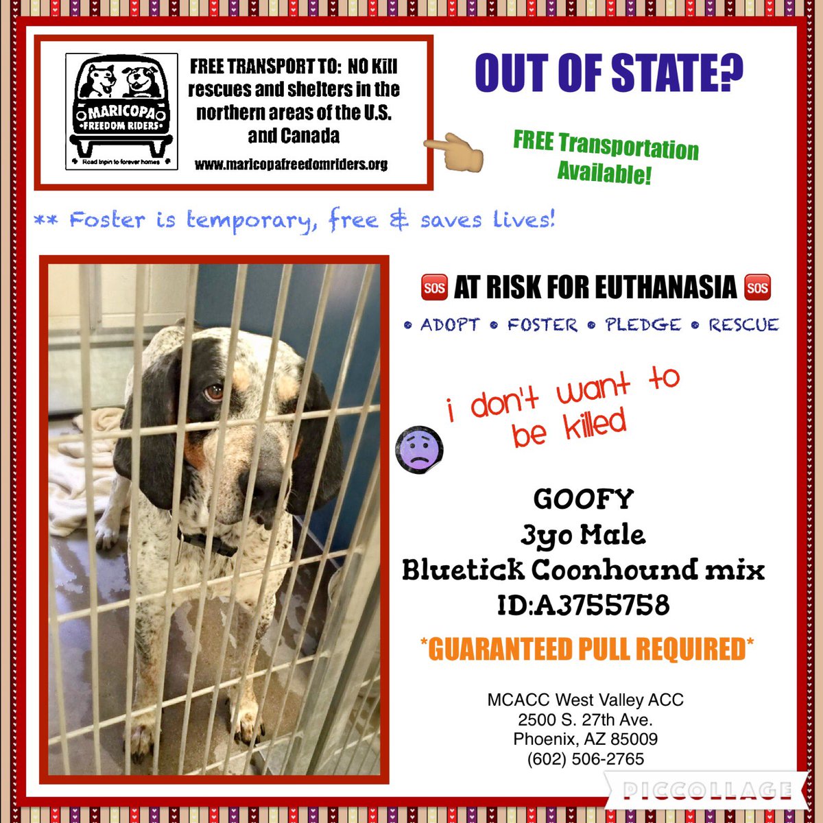 MerryMacG473's tweet photo. ⏰ON LIST TBD SUNDAY 5/8😫🆘 3yo GOOFY M #Coonhound m. #ADOPT #RESCUE #Phoenix #ARIZONA #dog 👉🏽 https://t.co/TcaQvxAUep https://t.co/o9x7noNSpu