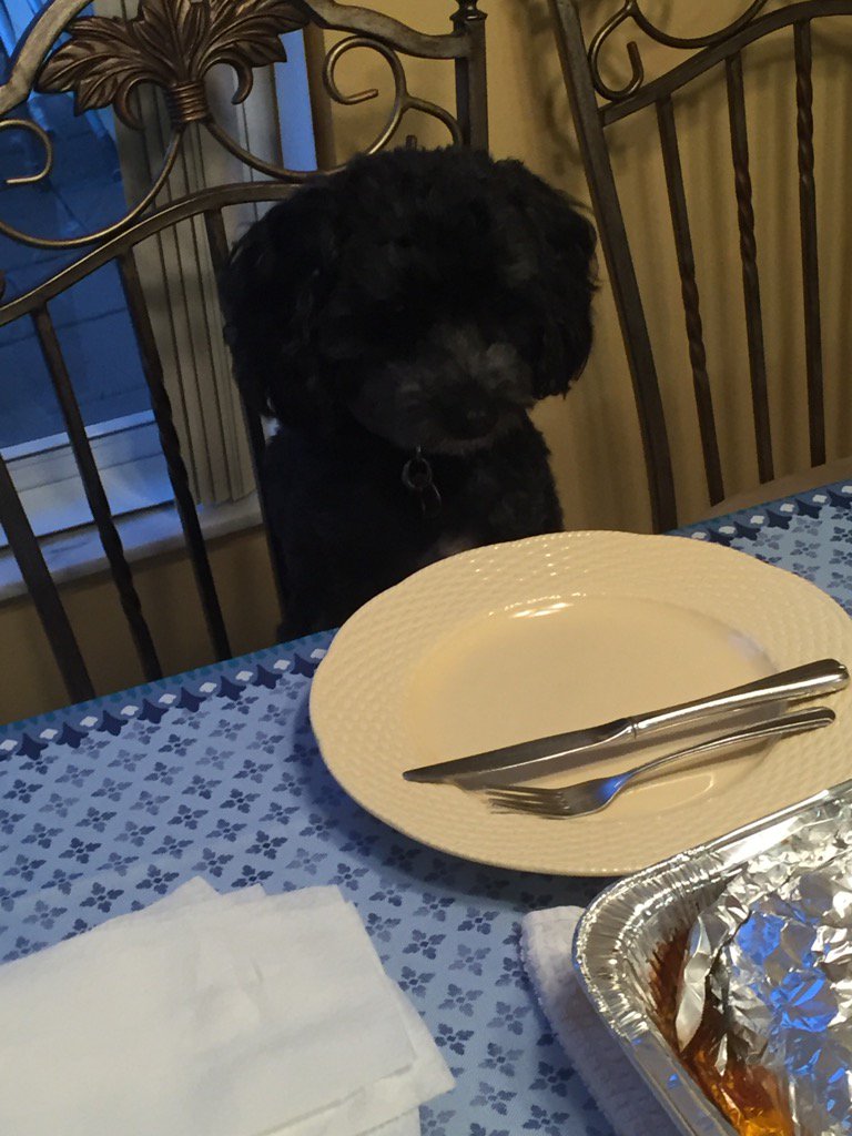 mralbertmsd's tweet photo. They say that dogs are members of the family but buddy really believes it! https://t.co/EZeUxfOID2