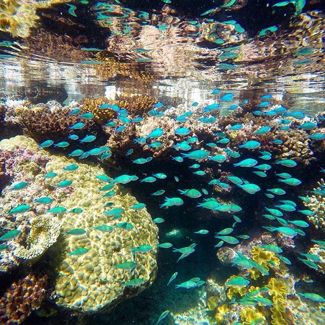 SeaLifeProject's tweet photo. #Queensland #greatbarrierreef #opalreef #australia #portdouglas https://t.co/0INjJLed4x https://t.co/Jot6jXf2Wr