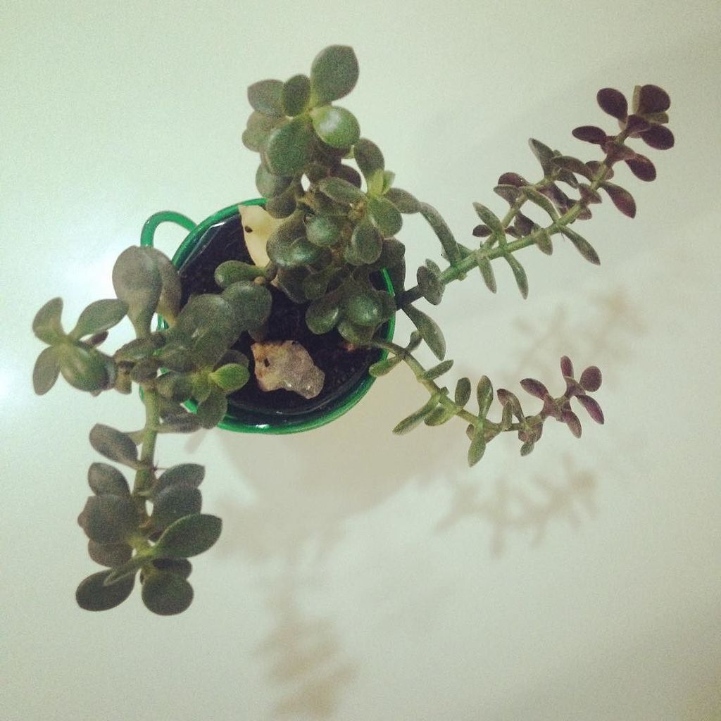 LovenAcademy's tweet image. #dGreenSP #SpaghettiCollection #PluginBow #vasinho #sustentável #monomaterial e #funcional 
#vaso para espetar na j…