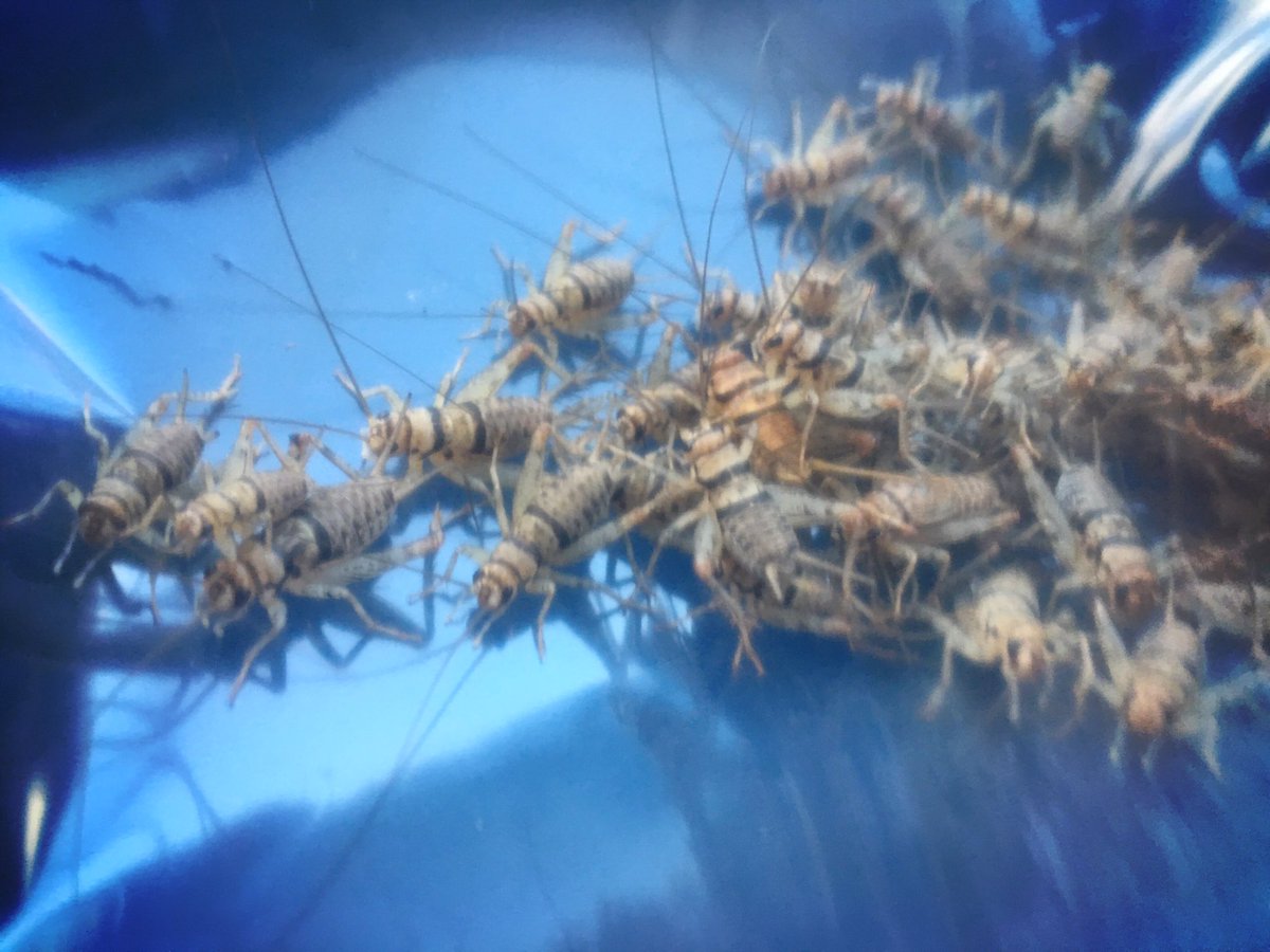 therealhensofsd's tweet photo. #Crickets mean it's #DinnerTime #RHOSD https://t.co/oyh1RXN0l6