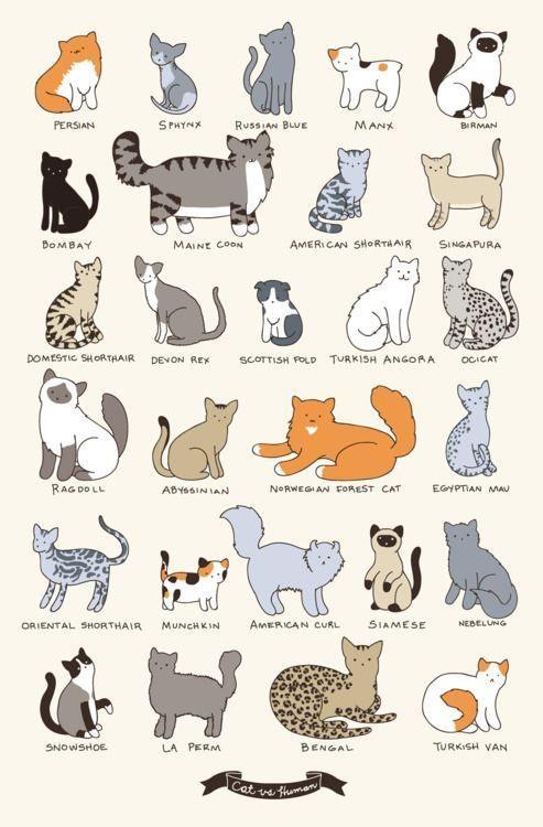 TrendyCreatures's tweet image. CAT BREEDS .