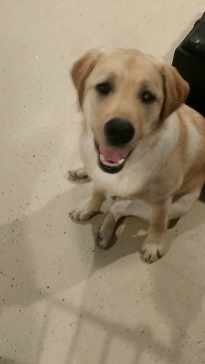 JoliWhitex3's tweet image. Look at this floof that is spending the night #harmonioushome 🐾