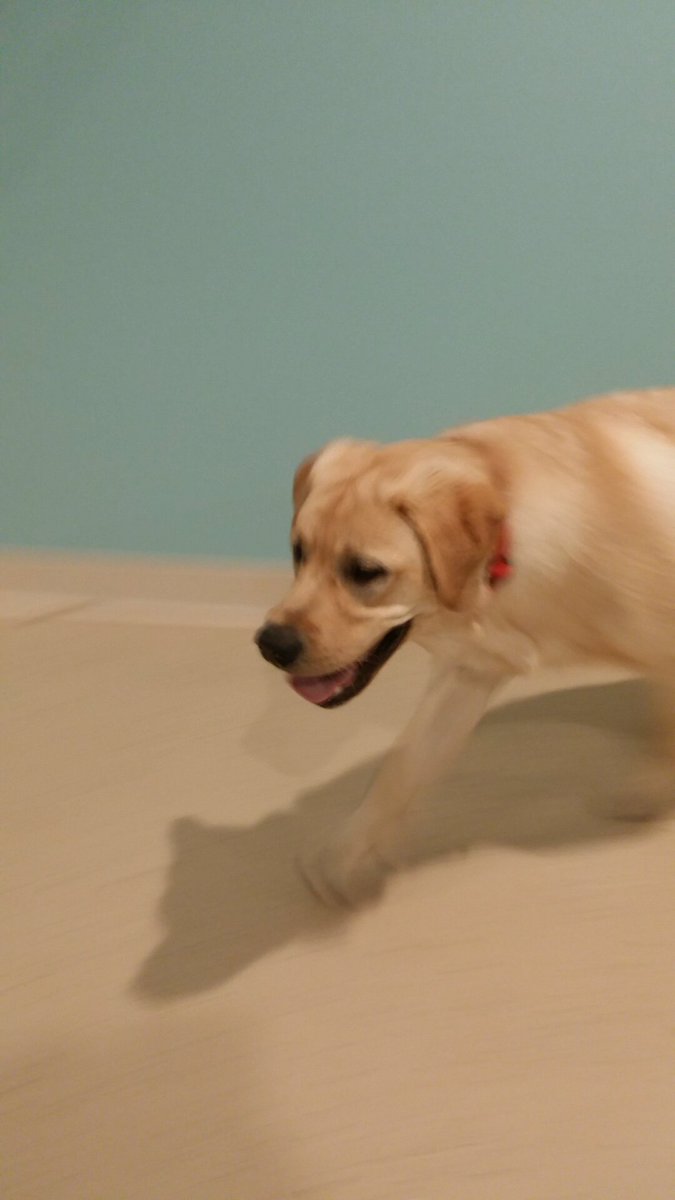 JoliWhitex3's tweet image. Look at this floof that is spending the night #harmonioushome 🐾