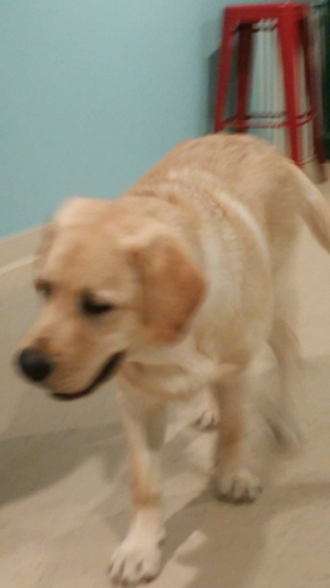 JoliWhitex3's tweet image. Look at this floof that is spending the night #harmonioushome 🐾