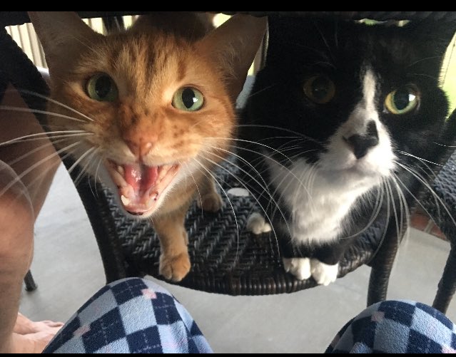 LunaCatx's tweet photo. My uncles smell fish! https://t.co/w20A3VWpNJ