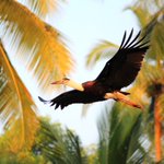 Photo by Save Goa Wildlife (@GoaWildlife)