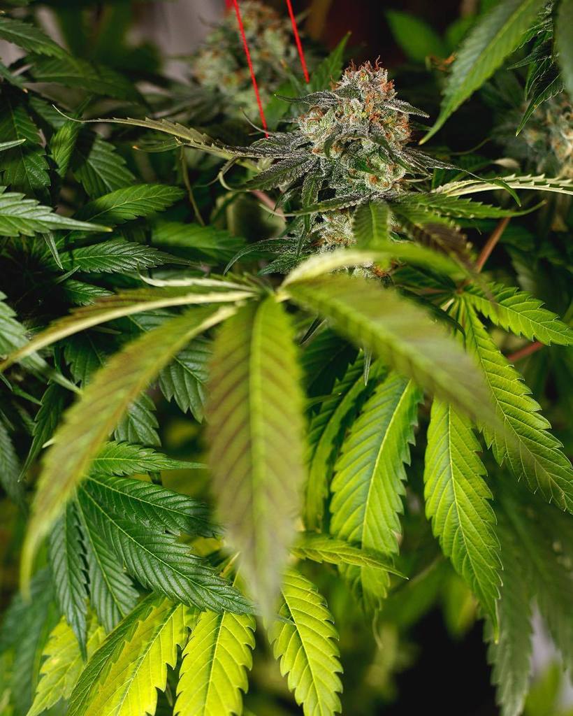 420seedsbank's tweet photo. #platinumjack #regular #cannabis #seeds #cannabisculture #highregular #hightimes #regulars… https://t.co/zHiaRdPdkT https://t.co/IjNqNBDpyP