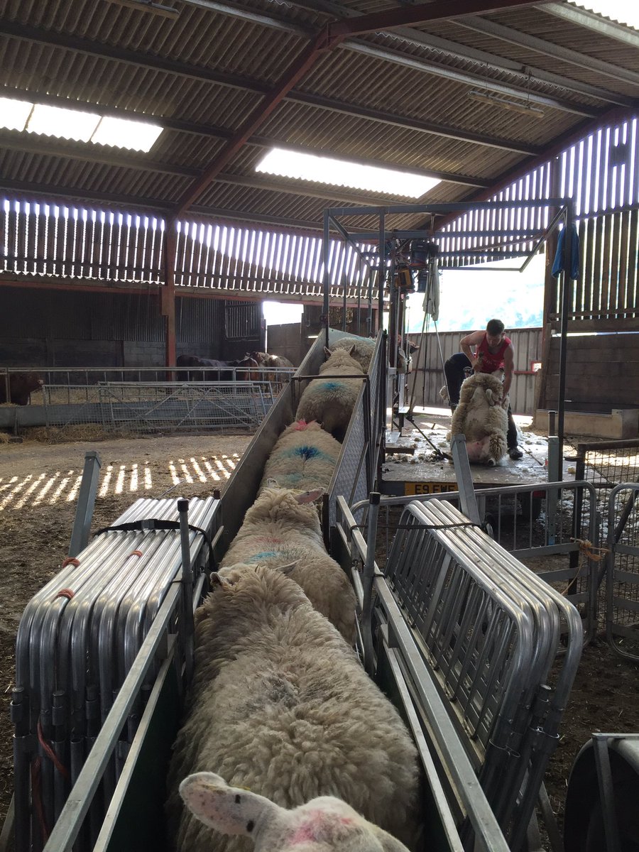 DownlandFarm's tweet photo. We're off. Shearing 2016 is underway #Sheep365 https://t.co/bOshuRZmPU
