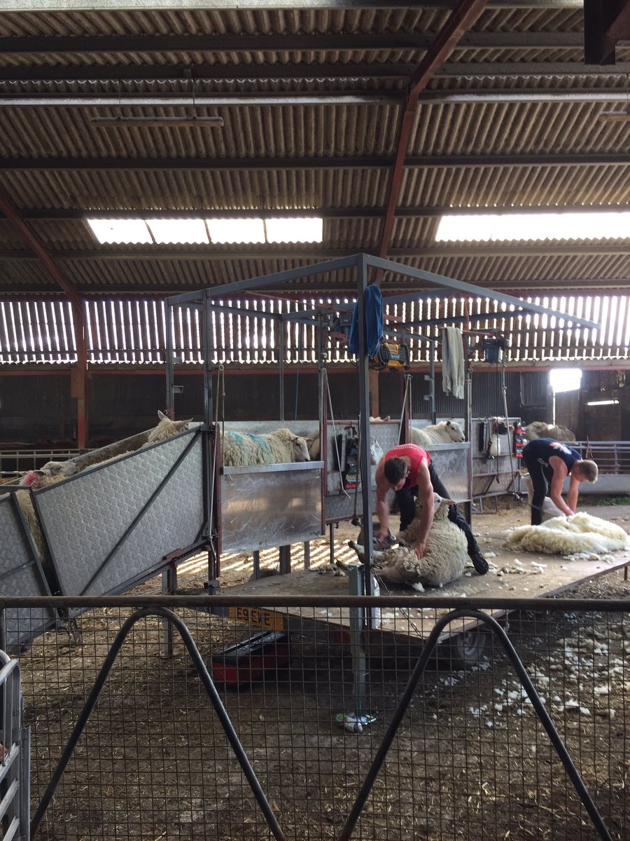 DownlandFarm's tweet photo. We're off. Shearing 2016 is underway #Sheep365 https://t.co/bOshuRZmPU