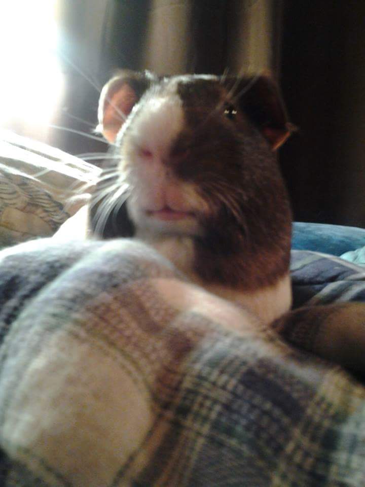 Rocky drago77 tweet media