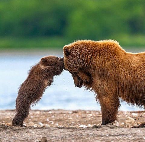 ak_kingdom's tweet photo. •Grizzly Bear Mother and Cub playing. https://t.co/EHkpSSygJL