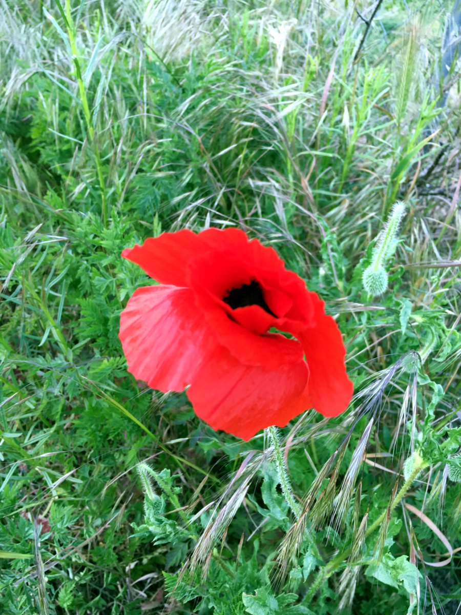 Uzivatel Yayoi Toriki Na Twitteru これは知ってる 笑 オペラ 蝶々夫人 にも出てくるpapavero Rosso 日本だと薄い赤だけど こちらでは血のように赤い ロシア語ではオルガの花 ていうんだよ て ロシア人のオルガちゃんが言ってたな