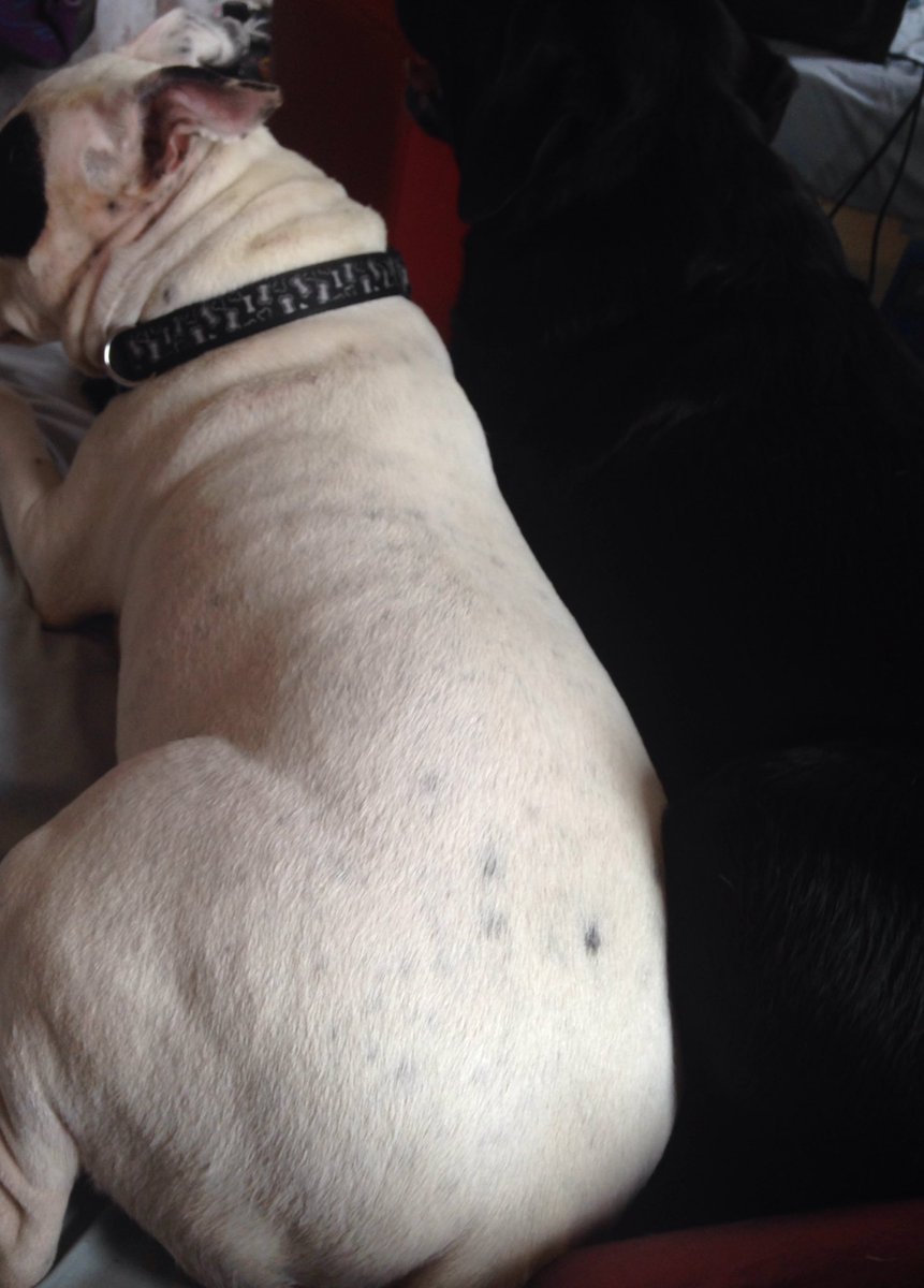 BoylanMegan's tweet photo. My dogs on my bed again https://t.co/VsrQTYRJaU