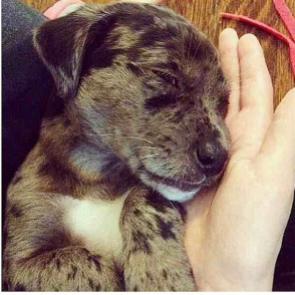 PuppySource's tweet photo. Shhhhhh! This baby is asleep. https://t.co/p1yphweuYN