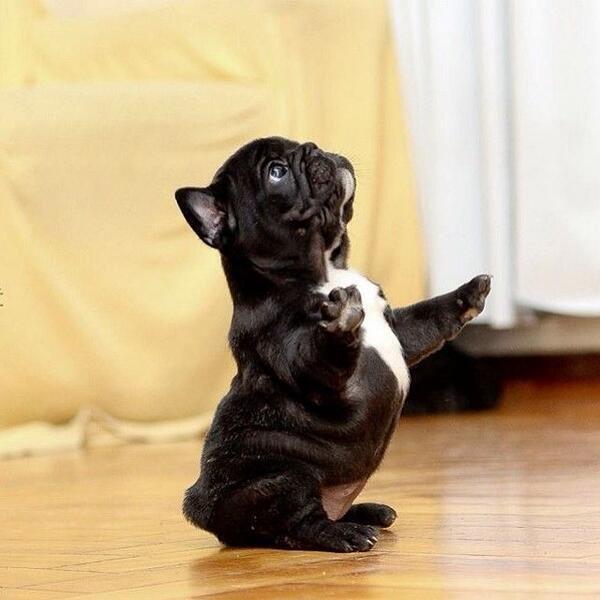 TrendyCreatures's tweet image. practicing some new dance moves