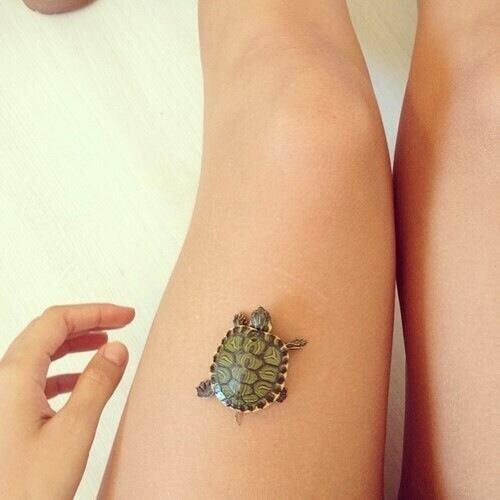 AdorableHub's tweet photo. Someone get me a baby turtle https://t.co/Iq9o0IBLof