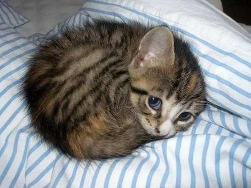 Animals_Feed's tweet photo. The world's cutest kitten. . https://t.co/LDwhUzJevz