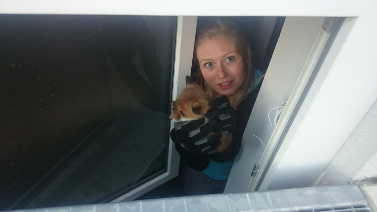 Dann retten wir die Füchsin eben anders...einmal durch den Maschinenraum des SWR und zurück #foxylady