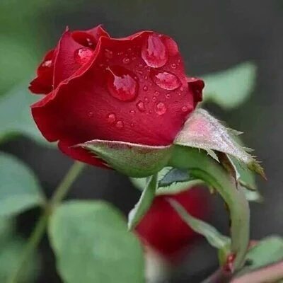 راجية الفردوس (@fatimaaya01) on Twitter photo 